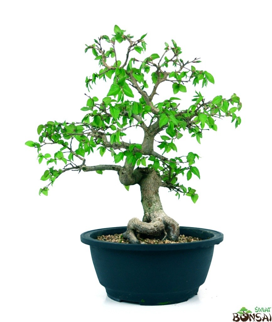 Grab Koreański - bonsai