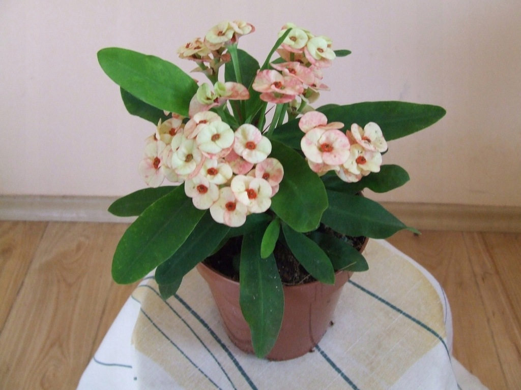 WILCZOMLECZ EUPHORBIA MILII MILIIANA DUE COLO d.12