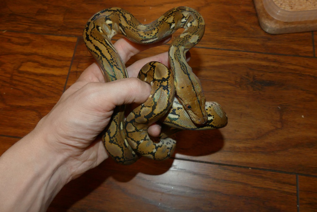 Python reticulatus 