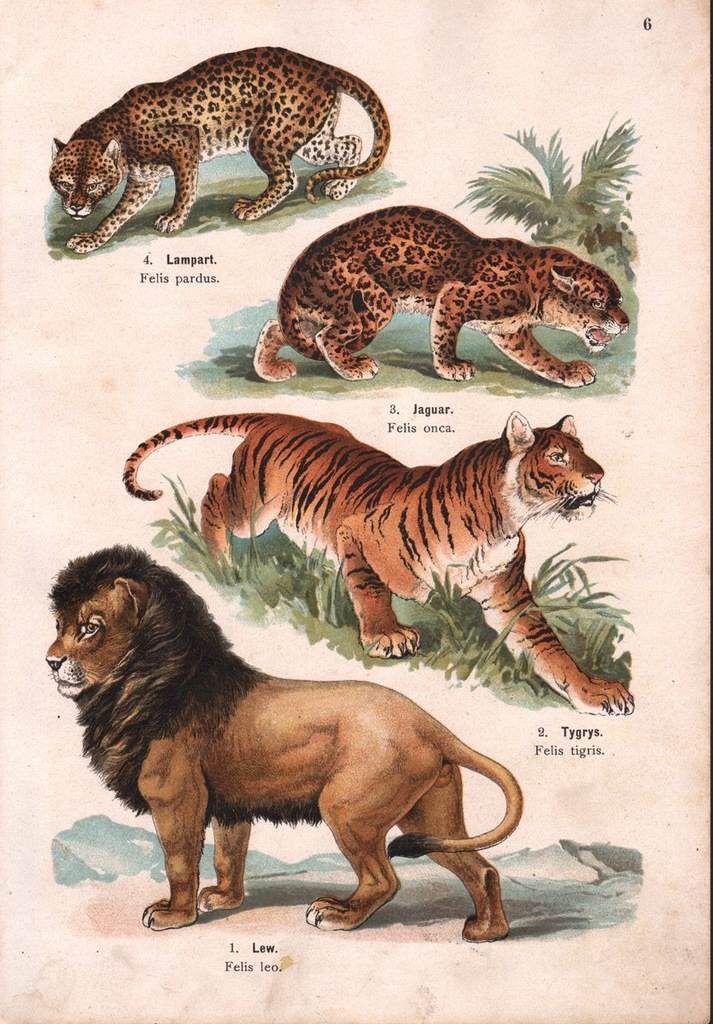 ZWIERZĘTA KOTY LEW TYGRYS LAMPART JAGUAR 1911 ROK