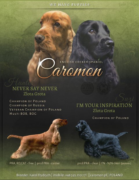 Szczenięta Cocker Spaniel Angielski FCI