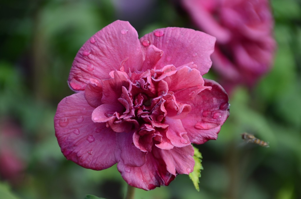 Hibiscus Syriacus French Cabaret Red Pbr 7412199233 Oficjalne