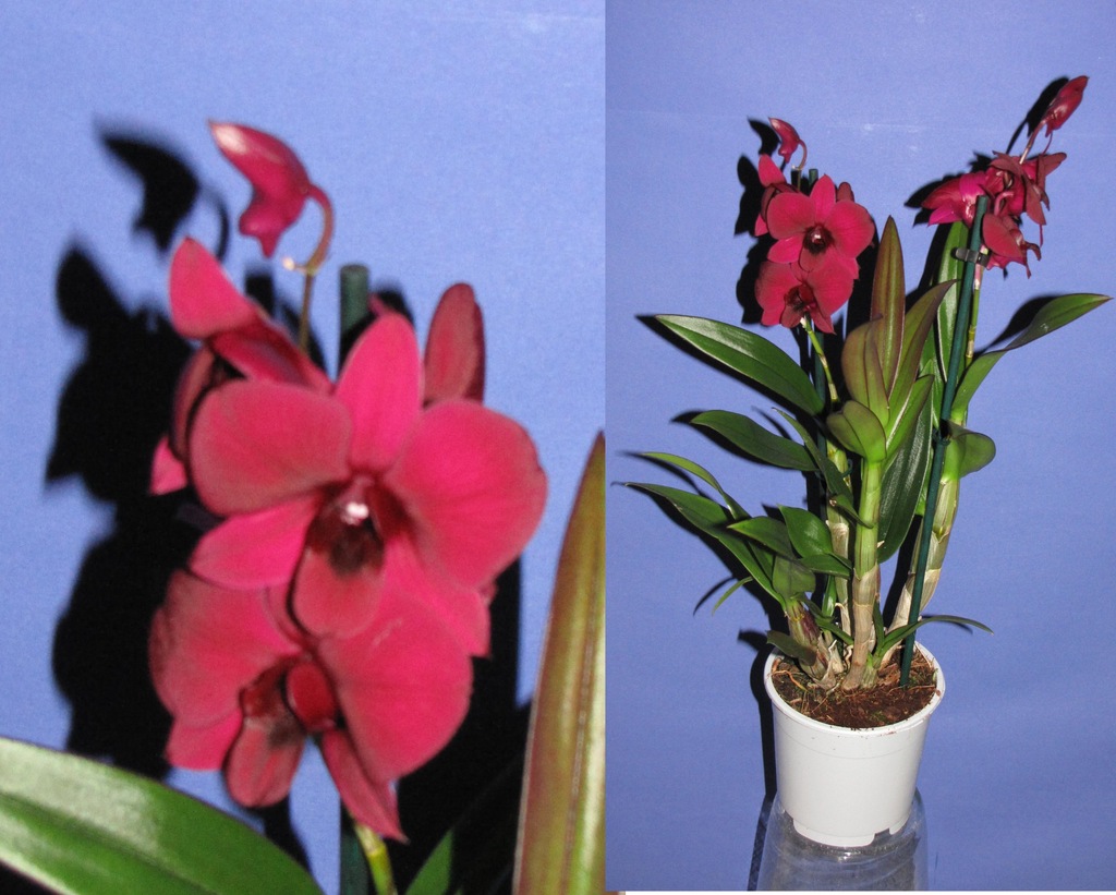 dendrobium phalenopsis storczyk THAILAND BLACK