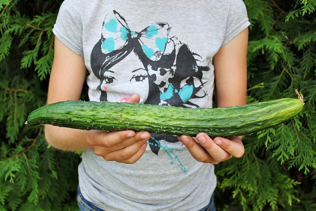 OGÓREK WĘŻOWY JAPANESE SUYO-DO  50 CM,15 nas.