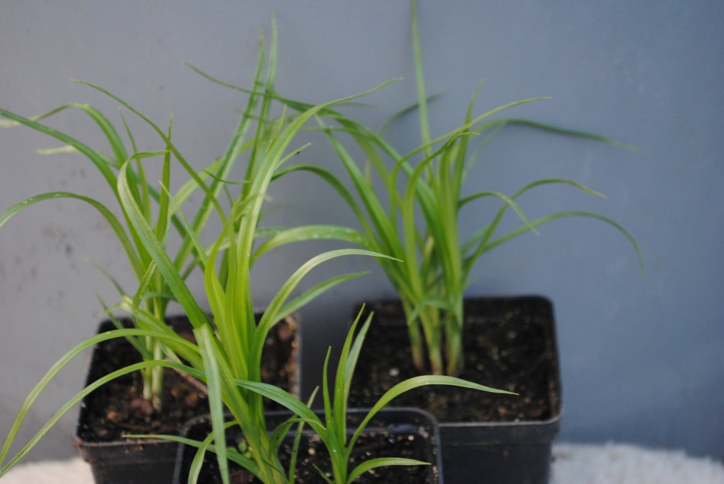 Cibora jadalna, migdał ziemny,Cyperus esculentus