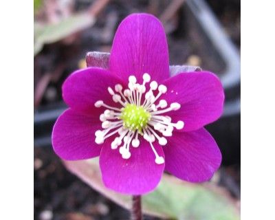 Hepatica jap. 'Red Forest' - Przylaszczka japońska