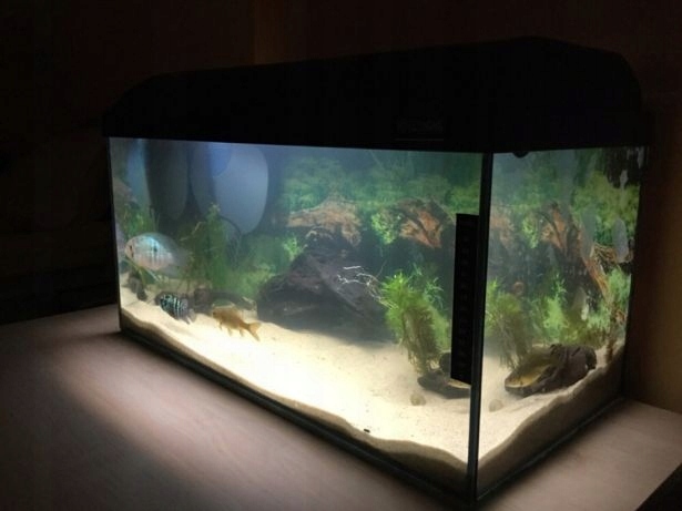 Gotowe Akwarium ok 60l WaterHome + POKRYWA full w