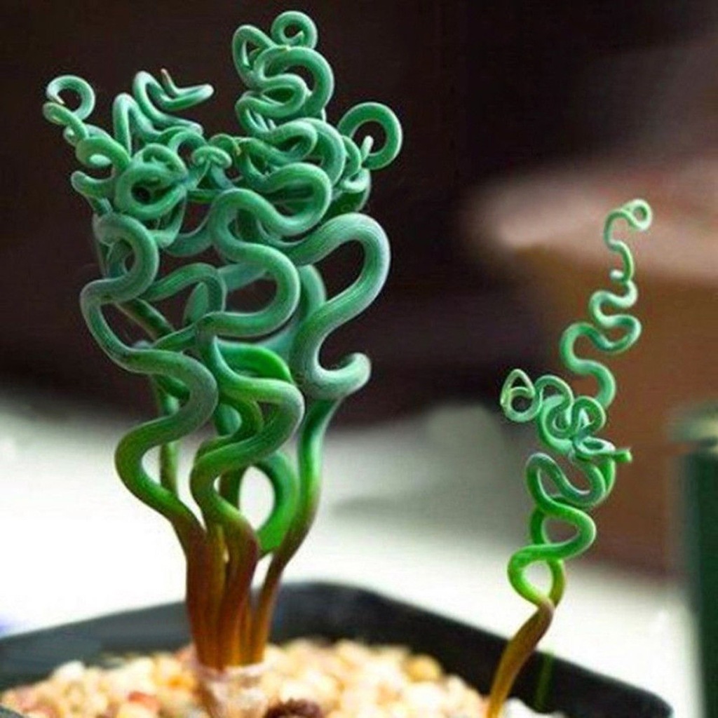 Albuca spiralis - nasiona