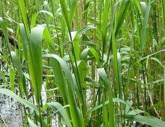 W113 Trzcina pospolita (Phragmites australis)  p9