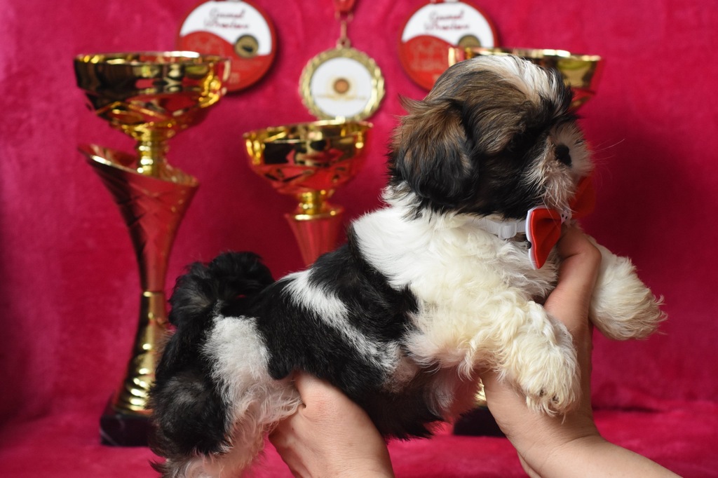 SHIH-TZU Z DOBREGO DOMU
