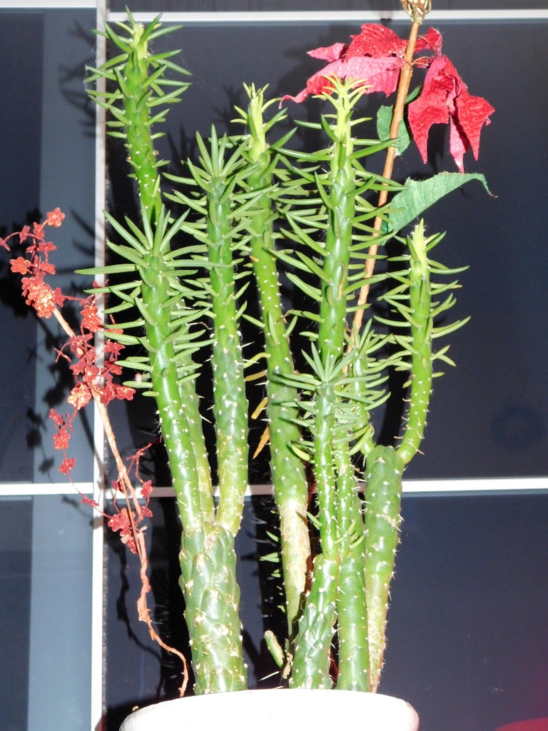 Kaktusy maczugi 60cm