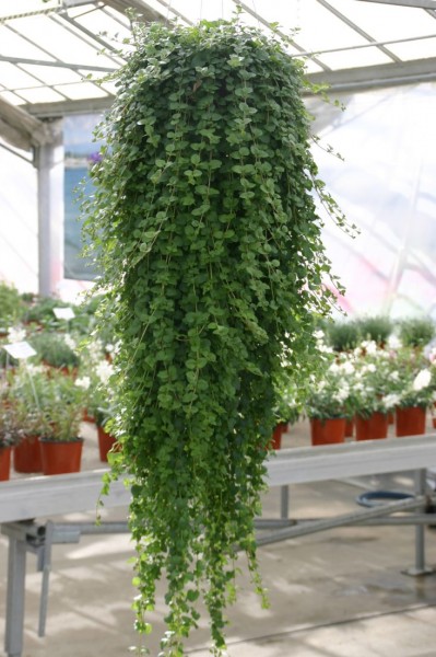 Zioła Satureja douglasii Indian Mint
