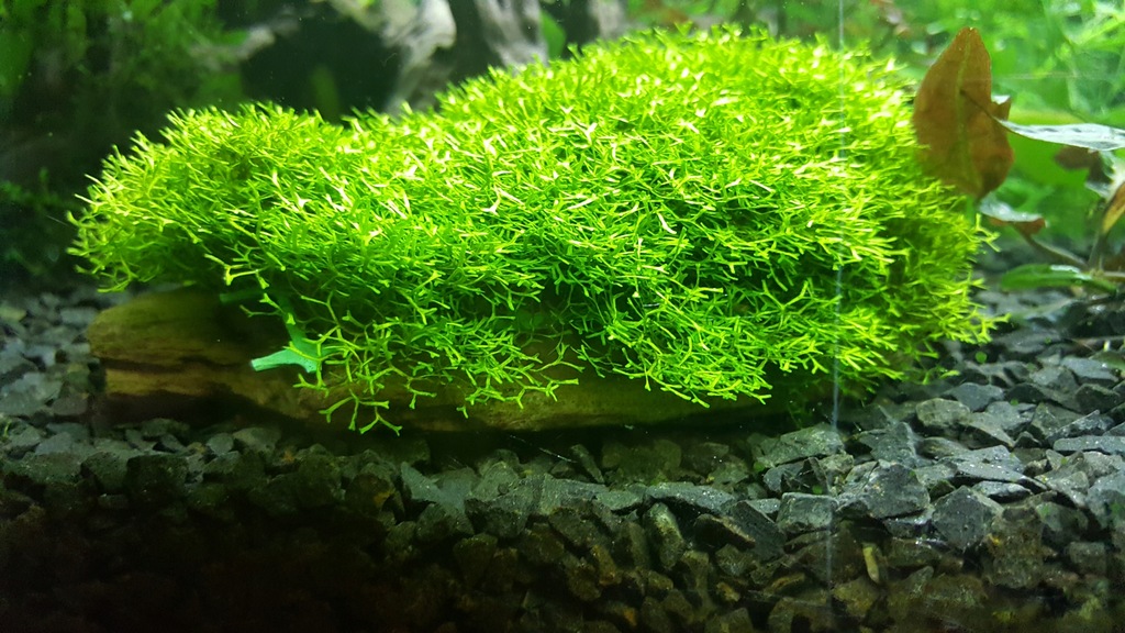 WGŁĘBKA WODNA (RICCIA FLUITANS) 100 ml