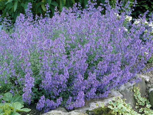 pachnąca nepeta KOCIMIĘTKA FAASSENA ładne sadzonki
