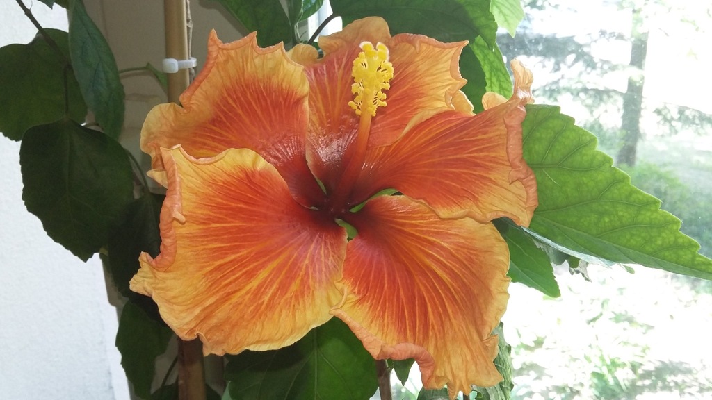 Hibiskus hibiscus krzyżówka hibiskusów odmianowych