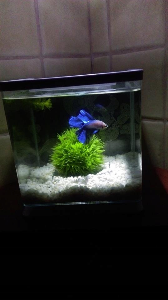 Akwarium dla bojownika 2L Hagen Marina Betta