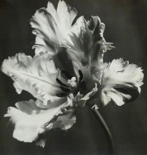 FOTOGRAFIE AUKCYJNE FORTUNATA OBRĄPALSKA '60