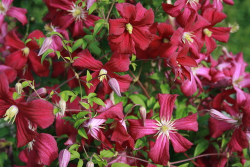 POWOJNIK CLEMATIS MADAME JULIA CORREVON CZERWONY