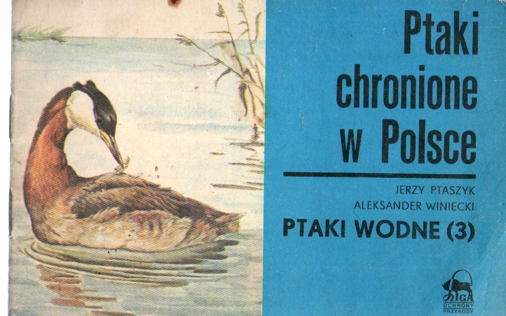 Ptaki chronione w Polsce Ptaki wodne 3 Ptaszyk