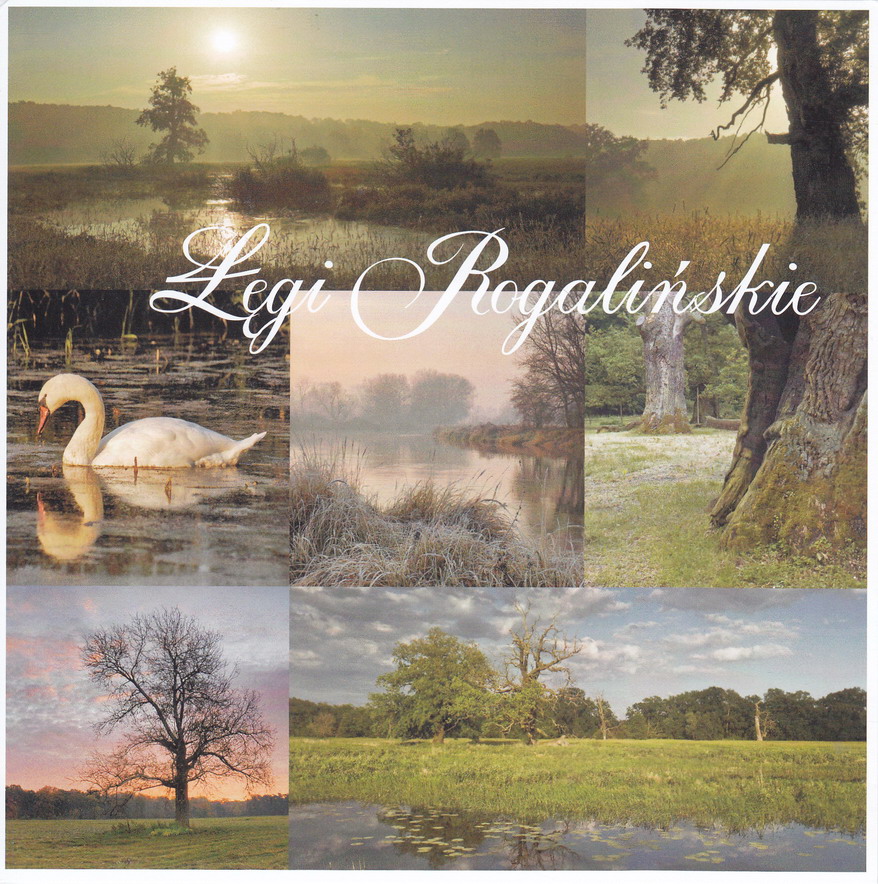 ROGALIN - ŁĘGI ROGALIŃSKIE - DRZEWA