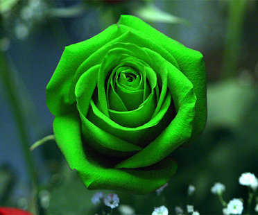 ZIELONA RÓŻA GREEN ROSE  - 100 NASION HIT 2018 N25