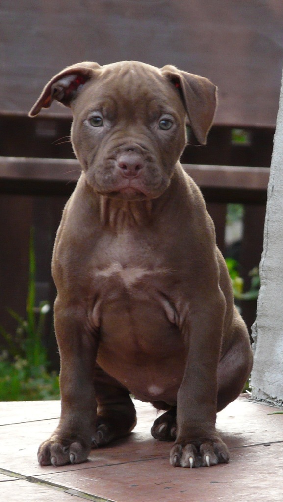 PITBULL PIT BULL szczenięta z rodowodem