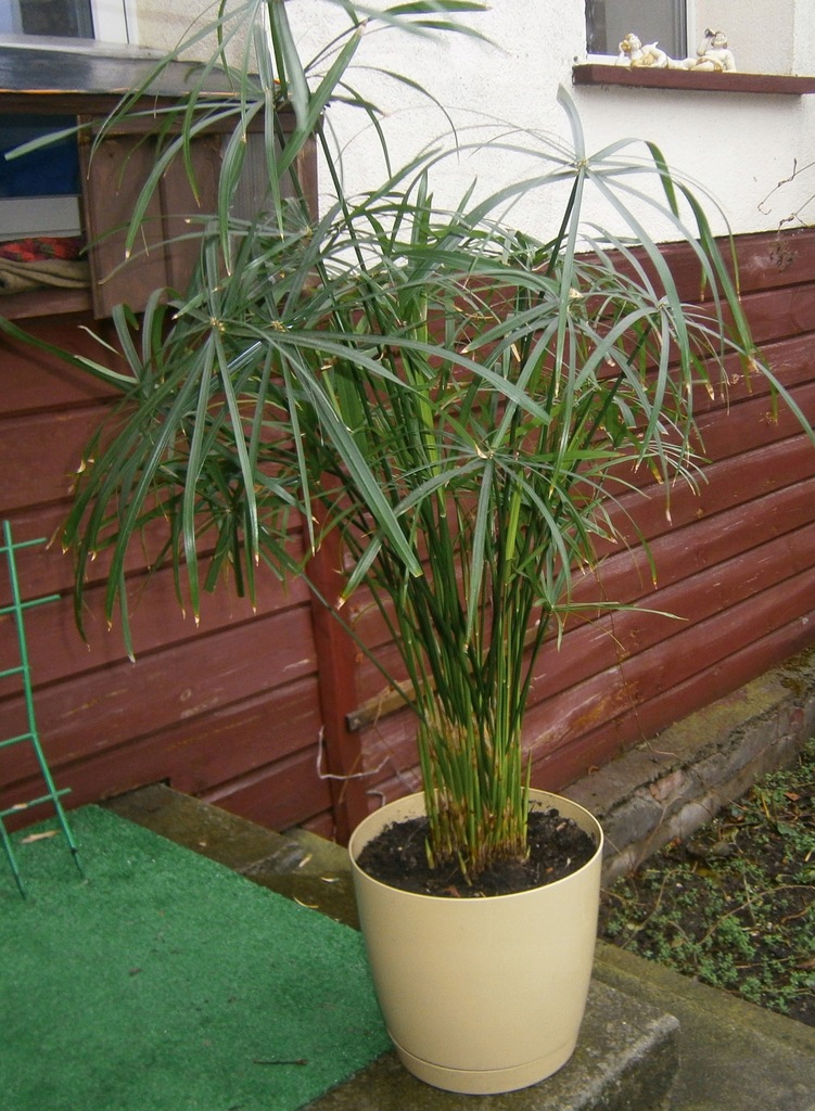 Papirus kwiat doniczkowy Poznań