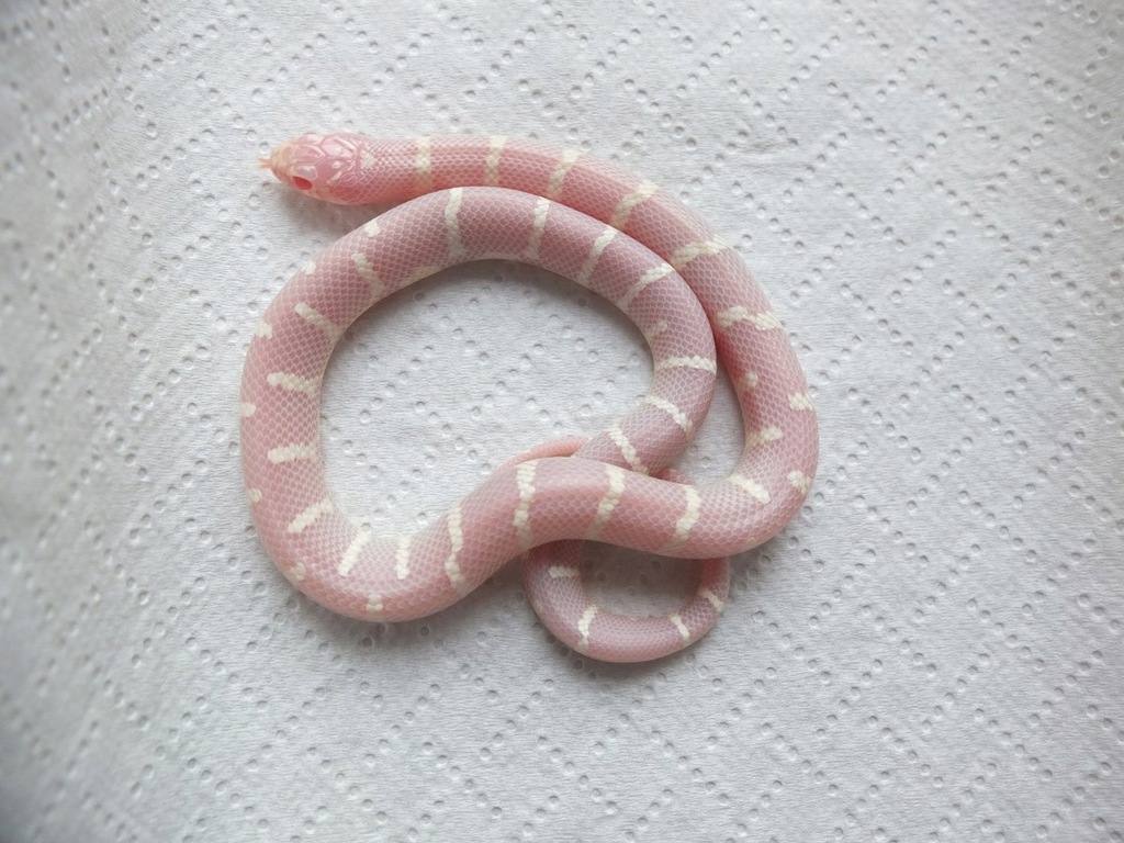 Lampropeltis californiae ALBINO