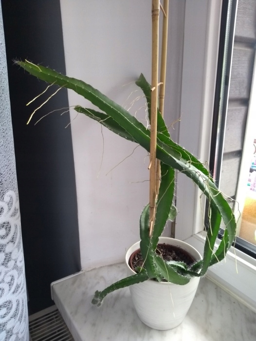 Sadzonka Pitaja Smoczy Owoc ok 40 cm