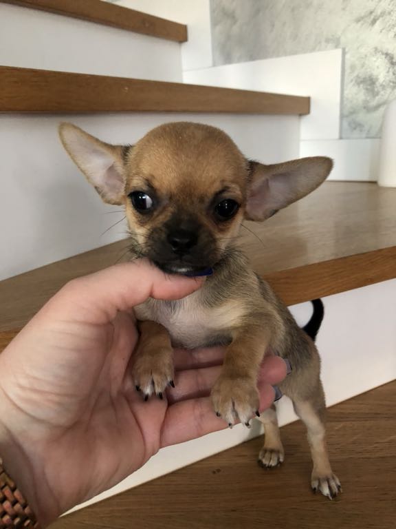 Chihuahua mini