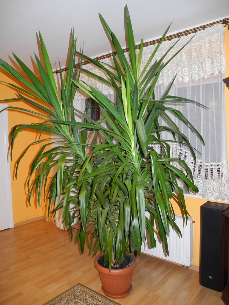 Piękna duża juka, dracena