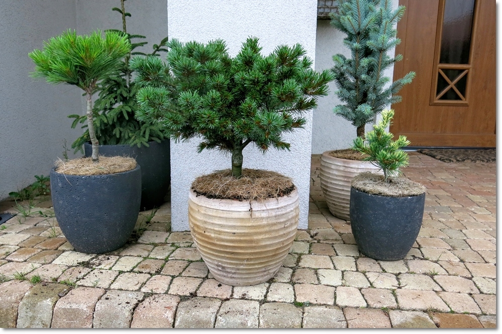 Pinus parviflora Kiyomatsu - piękna !!!