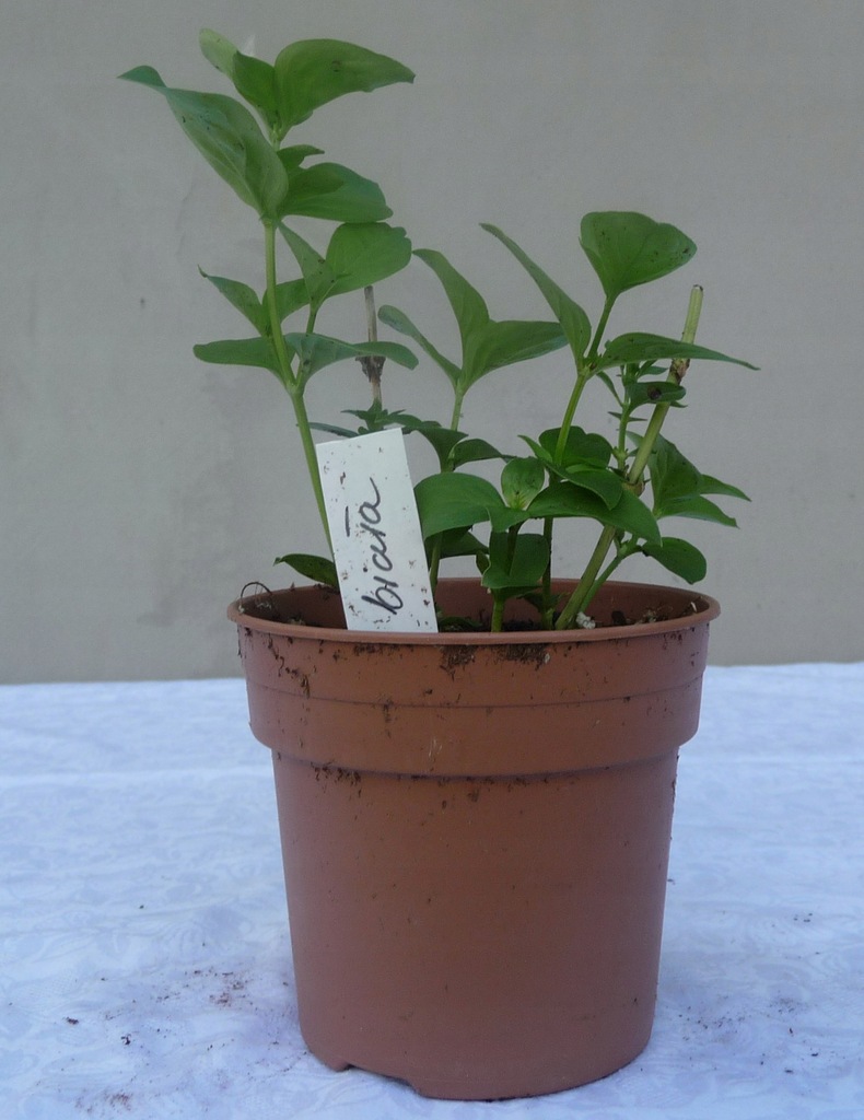 Bouvardia biała, sadzonka