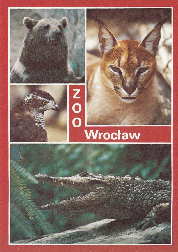 ZOO - WROCŁAW - KARAKAL - JASTRZĄB - KROKODYL