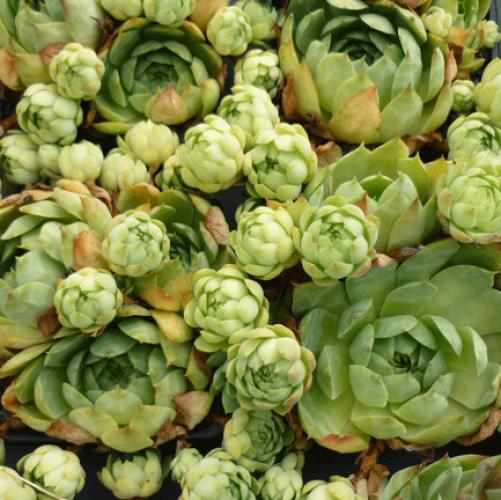 Rojnik Sempervivum tectorum v glaucum