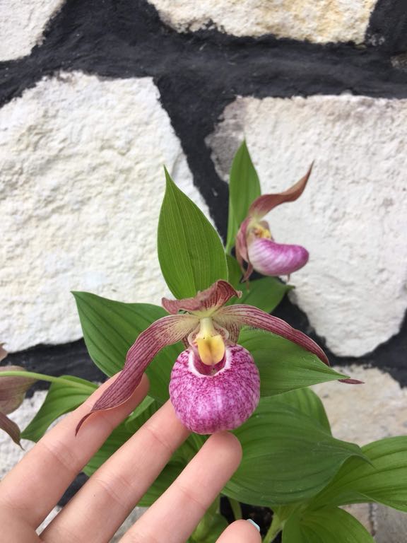 Obuwik storczyk ogrodowy cypripedium duża sadzonka