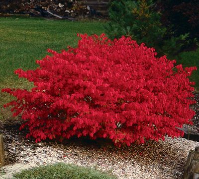 Euonymus alatus - Trzmielina OGNISTY KRZEW !