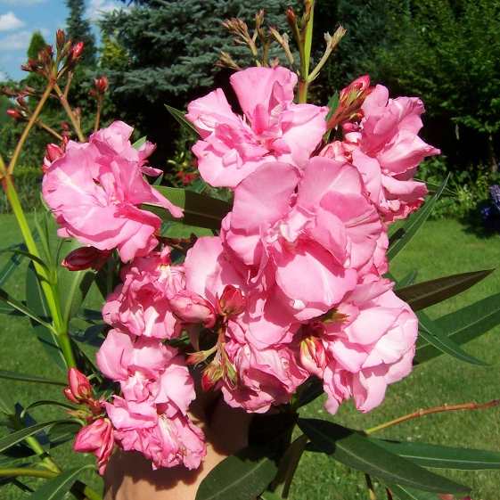 OLEANDER RÓŻOWY PEŁNY PACHNĄCY 60 cm