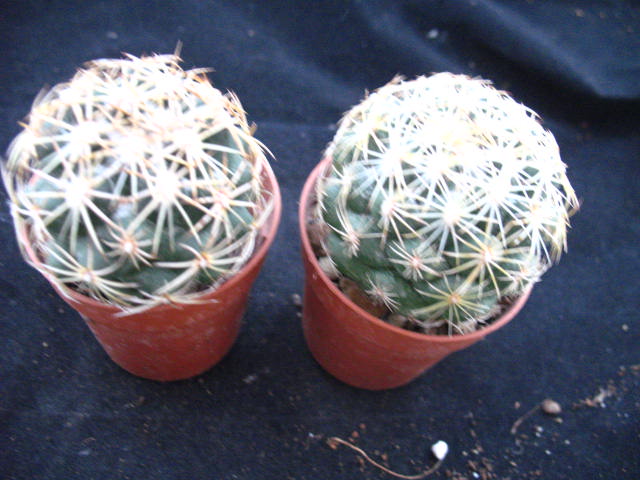 Kaktusy Coryphantha cornifera v echinus w don 5,5