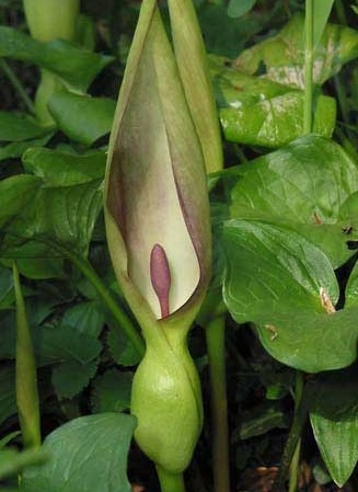 Obrazki alpejskie , wschodnie 1 szt bulwy