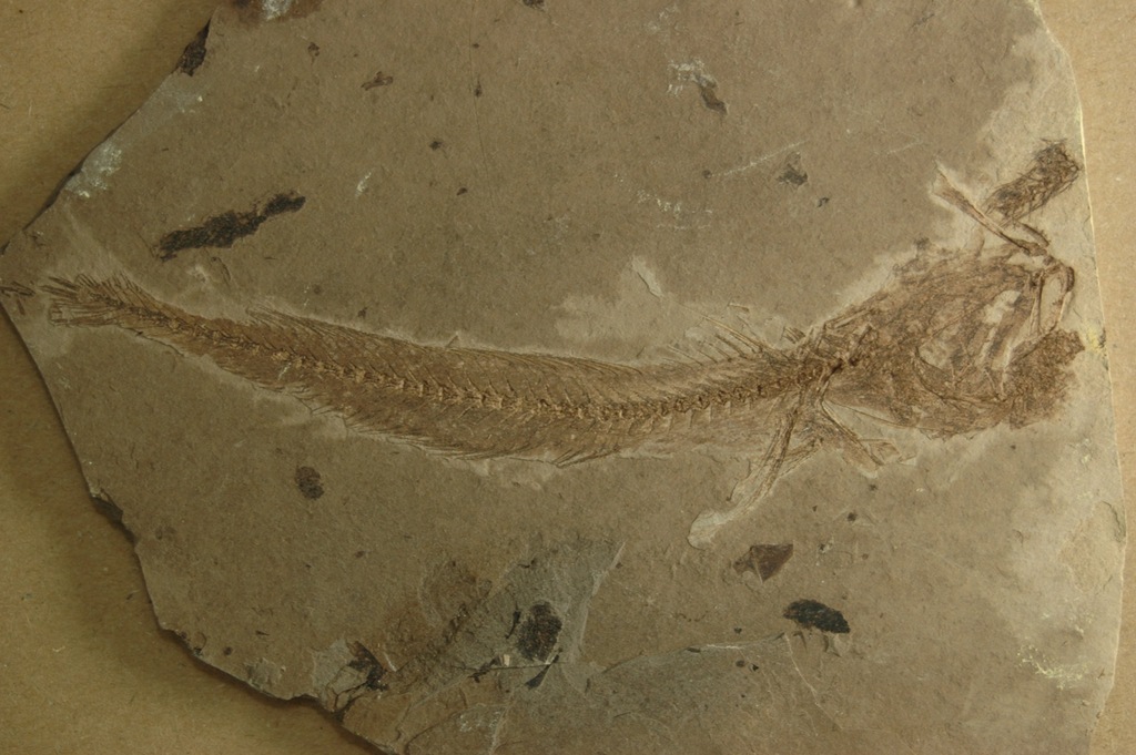 Skamieniała ryba - Paleogadus