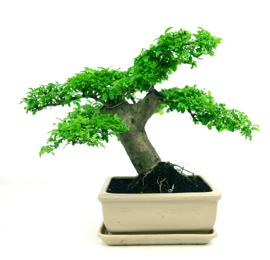 Ligustr indica aurea - bonsai domowy