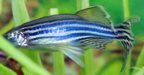 DANIO NIEBIESKIE weloniaste proste - EKH WAWA