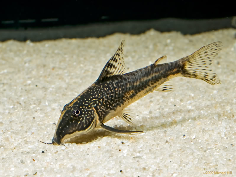 Kirys CZAPRAKOWY brodaty BARBATUS 4-5cm AdamiakZOO