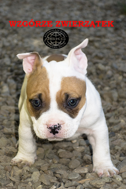 American bully ABKC