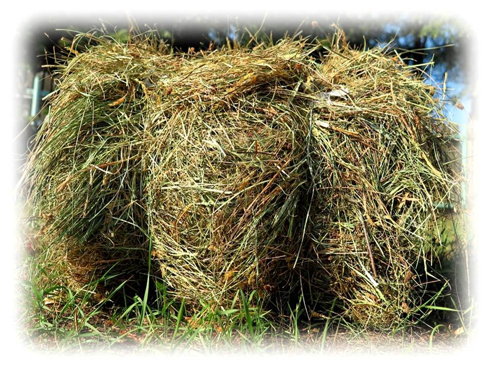 SIANO DLA KRÓLIKÓW I GRYZONI 5 KG 2017 MIĘKKIE