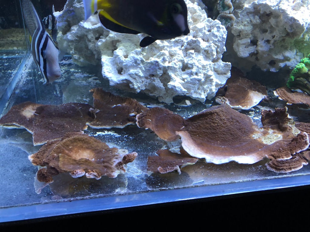 Montipora talerzowa