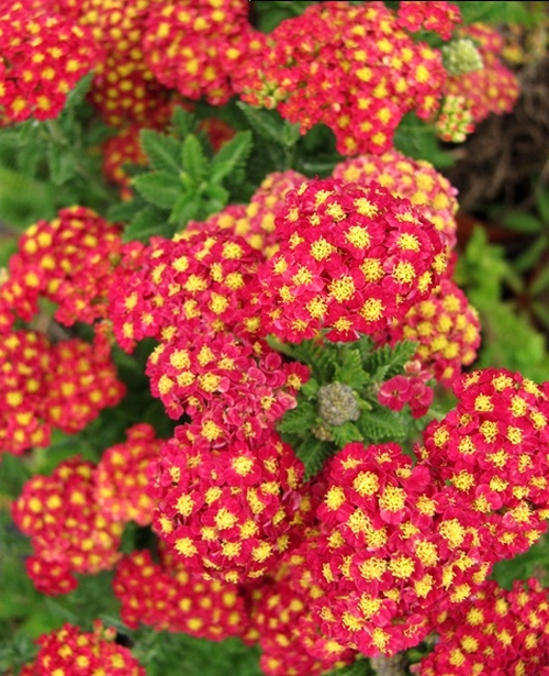 Krwawnik pospolity Summer Fruits Carmine C0,5