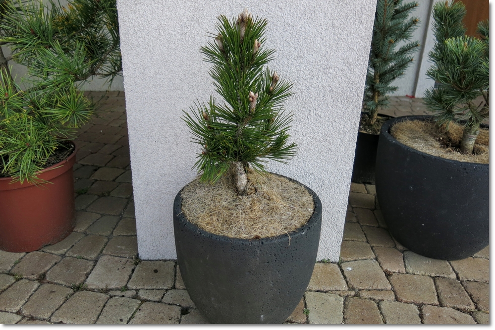 Pinus heldreichii  Dolce Dorme  - wspaniała !!!
