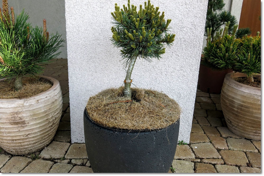 Pinus parviflora 'Bunty' - piękna miniaturka !!!